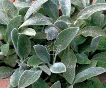 Stachys byzantina 'Silver Carpet'
