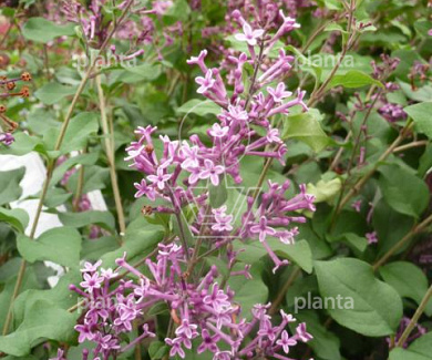 Syringa bloomerang 'Dark Purple' 