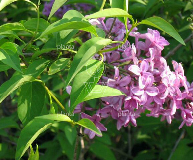 Syringa chinensis 'Saugeana'