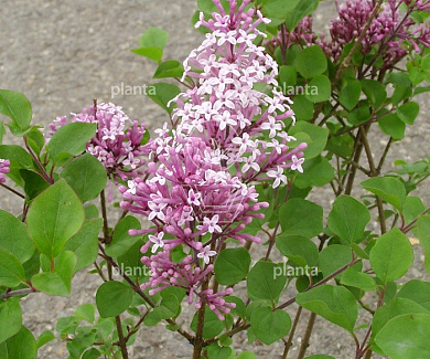 Syringa meyeri 'Palibin'