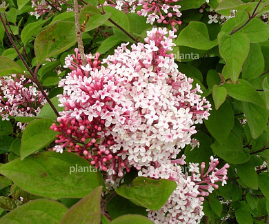 Syringa microphylla 'Superba'