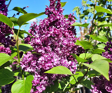 Syringa vulgaris 'Charles Joly'