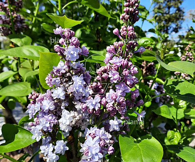 Syringa vulgaris 'Michel Buchner'