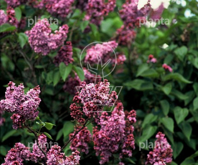 Syringa vulgaris