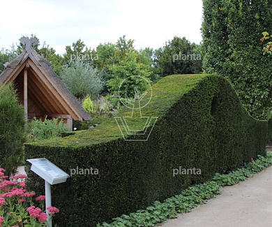 Taxus baccata
