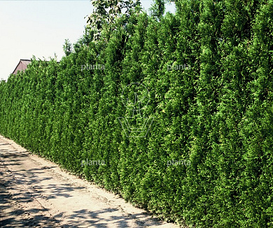 Thuja occidentalis 'Brabant'