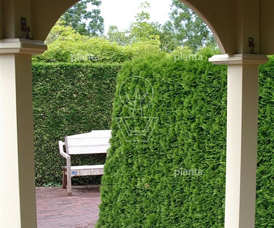 Thuja occidentalis 'Smaragd'