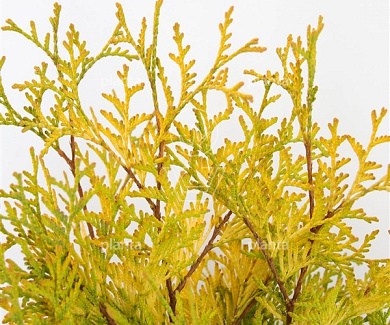 Thuja occidentalis 'Yellow Ribbon'
