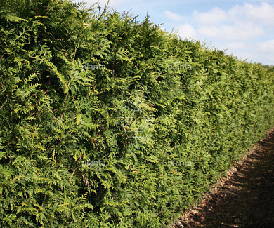 Thuja plicata 'Martin'