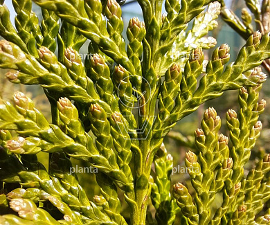 Thuja plicata 'Excelsa'