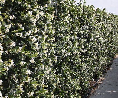 Trachelospermum jasminoides