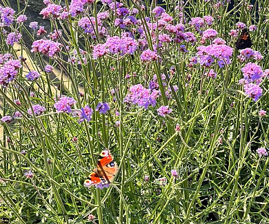 Verbena bonariensis