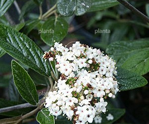 Viburnum 'Pragense'