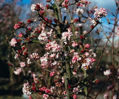 Viburnum bodnantense 'Charles Lamont'