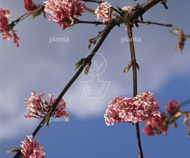 Viburnum bodnantense 'Dawn'