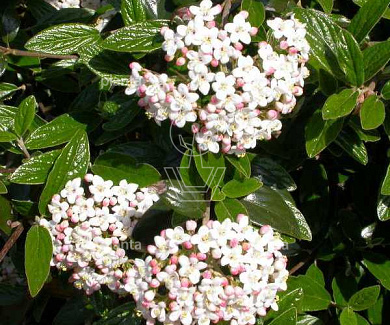 Viburnum burkwoodii