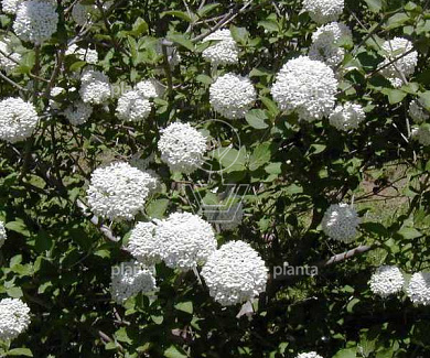 Viburnum carlcephalum