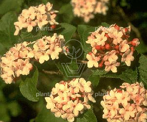 Viburnum carlesii