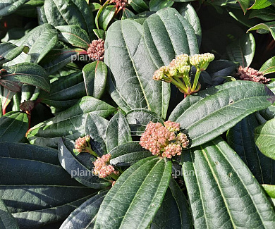 Viburnum davidii