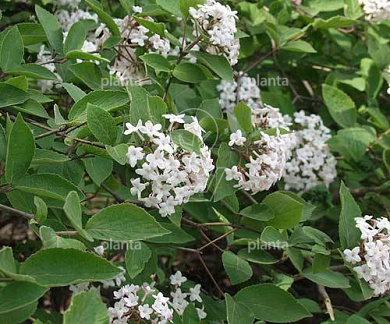 Viburnum farreri