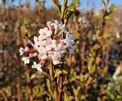 Viburnum farreri 'December Dwarf'