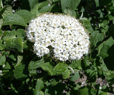 Viburnum lantana