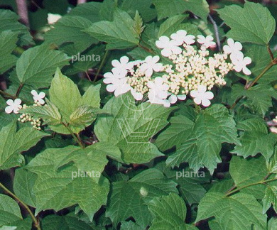 Viburnum opulus