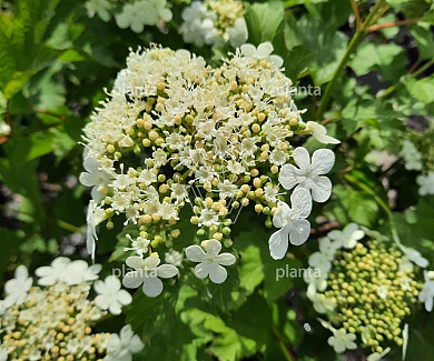 Viburnum opulus 'Compactum'