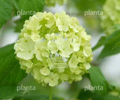 Viburnum opulus 'Roseum'