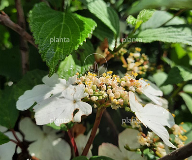 Viburnum plicatum 'Kilimandjaro Sunrise'