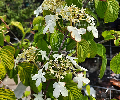 Viburnum plicatum 'Kilimandjaro'