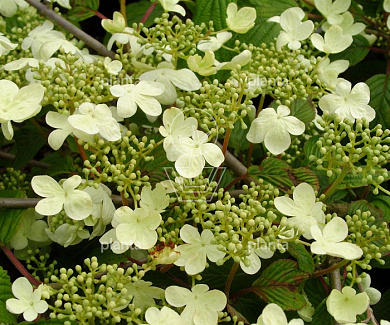 Viburnum plicatum 'Mariesii'