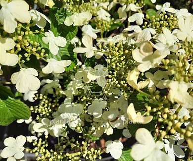 Viburnum plicatum 'Watanabe'