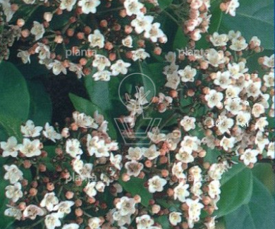 Viburnum tinus 'Gwenllian'