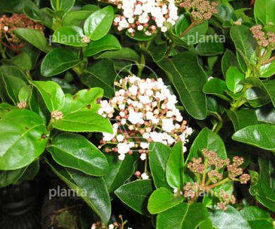Viburnum tinus 'Lisarose'
