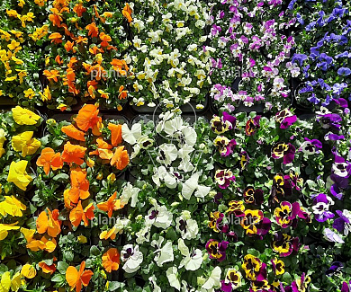 Viola in Kleuren