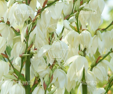 Yucca filamentosa