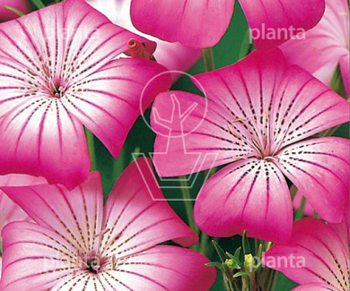Agrostemma Milas