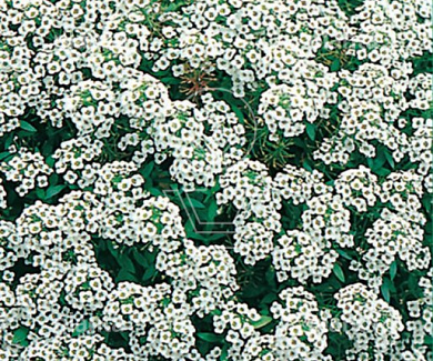 Alyssum Sneeuwkleed