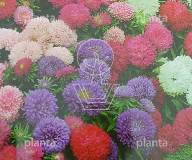 Aster chinensis Kleurentapijt