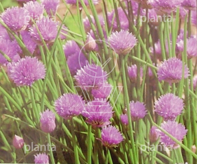 Bieslook / Allium