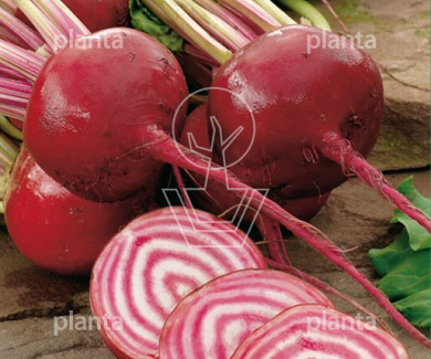 Biet Chioggia