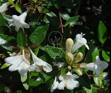 Abelia grandiflora 'Sherwood'