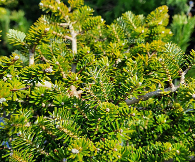 Abies koreana