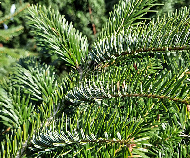 Abies nordmanniana