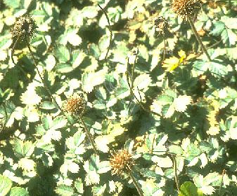 Acaena magellanica