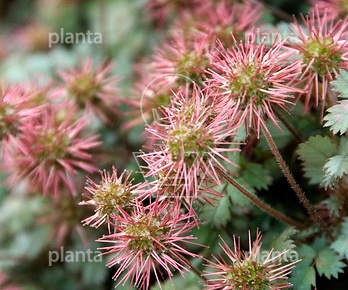 Acaena microphylla 'Kupferteppich'