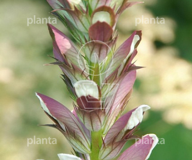Acanthus mollis
