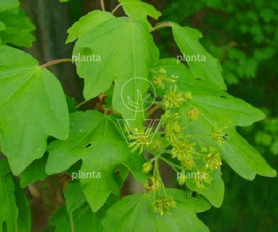 Acer campestre 'Elsrijk'