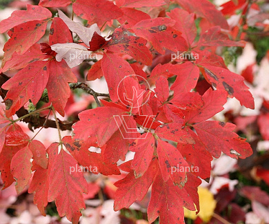 Acer griseum
